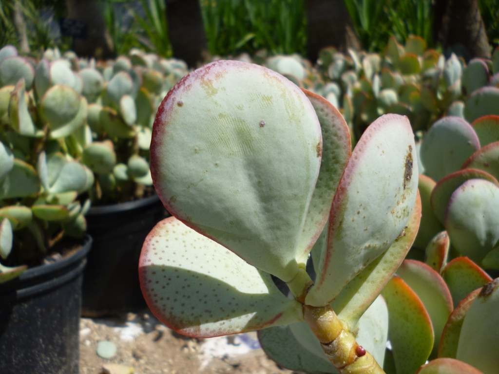 crassula-arborescens-silver-dollar-jade-the-cactus-king